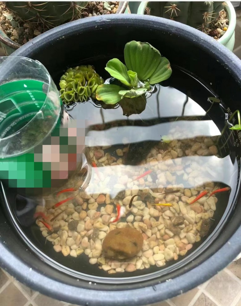 Không ngờ nồi cơm điện hỏng lại có nhiều tác dụng đến thế, thật tiếc khi tôi đã vứt nó - 5