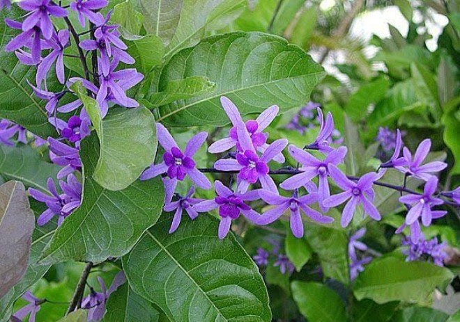 Loài hoa “giàu sang” này nở từ hè đến hết đông, trồng trong sân vườn vượng khí sinh tài - 5