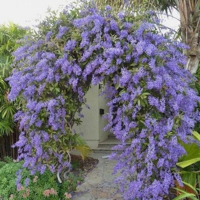 Loài hoa “giàu sang” này nở từ hè đến hết đông, trồng trong sân vườn vượng khí sinh tài - 3