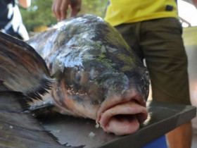 Loại cá mang tên cựu quốc vương Campuchia, từng có nguy cơ tuyệt chủng, nay là đặc sản siêu đắt ở Việt Nam