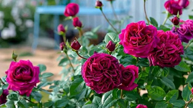 Nhà không nhiều nắng đừng trồng 4 loại hoa này, chăm sóc tốt đến mấy cây cũng không nở hoa - 7
