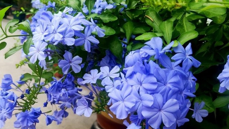 Nhà không nhiều nắng đừng trồng 4 loại hoa này, chăm sóc tốt đến mấy cây cũng không nở hoa - 5