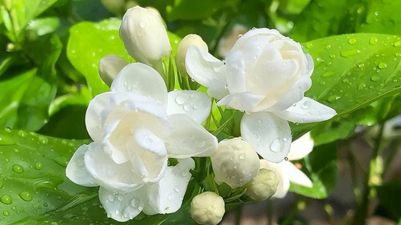 Nhà không nhiều nắng đừng trồng 4 loại hoa này, chăm sóc tốt đến mấy cây cũng không nở hoa - 4