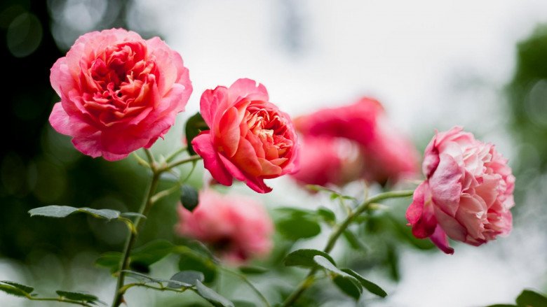 Nhà không nhiều nắng đừng trồng 4 loại hoa này, chăm sóc tốt đến mấy cây cũng không nở hoa - 8