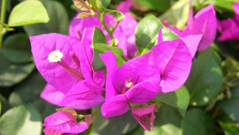 Nhà không nhiều nắng đừng trồng 4 loại hoa này, chăm sóc tốt đến mấy cây cũng không nở hoa - 2