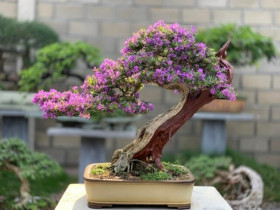 10 cây cảnh lên chậu thành bonsai trưng Tết, trồng một chậu ở phòng khách thơm cả 10 năm, có cây giá hàng tỷ đồng