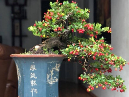 Gia đình - Cây dại này được ví như &quot;hòn ngọc Viễn Đông&quot;, lên chậu thành bonsai tuyệt đẹp, có cây giá tiền tỷ