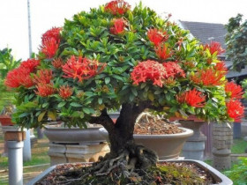 Cây mọc dại lên chậu làm bonsai giá tiền tỷ, Tết trưng một chậu trong nhà vừa đẹp vừa hút tài gọi lộc