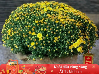 Gia đình - Tại sao ngày càng nhiều người không trưng cúc mâm xôi trong nhà vào dịp Tết? Đây là 4 lý do