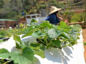 Loại quả ví như 