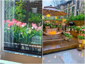 Cô gái trồng hoa tulip bên ngoài cửa sổ, kéo rèm lên cả bức tranh hiện ra, đẹp đến mê người