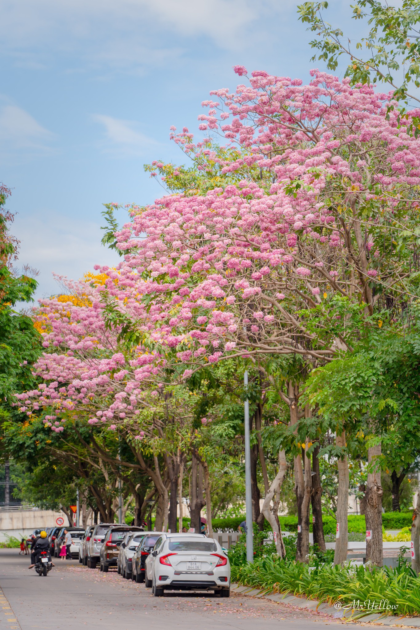 Nàng thơ đẹp lãng mạn giữa sắc hoa kèn hồng Biên Hòa - 12