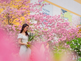 Nàng thơ đẹp lãng mạn giữa sắc hoa kèn hồng Biên Hòa