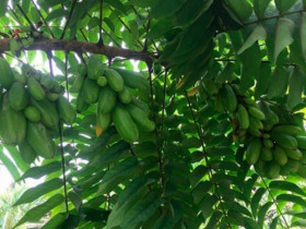 2 loại quả mọc dại tốt ngang thuốc bổ, trước rụng đầy nay hoá 