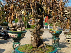 Cây ăn quả ở quê thành bonsai, có cặp 
