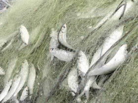 Dân trúng đậm loại cá 