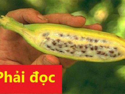 Thông tin doanh nghiệp - Học người miền Tây cách thoát khỏi thiếu máu não, đau đầu, chóng mặt mất ngủ như thế nào?