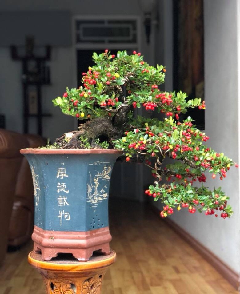 Cây dại này được ví như &#34;hòn ngọc Viễn Đông&#34;, lên chậu thành bonsai tuyệt đẹp, có cây giá tiền tỷ - 4