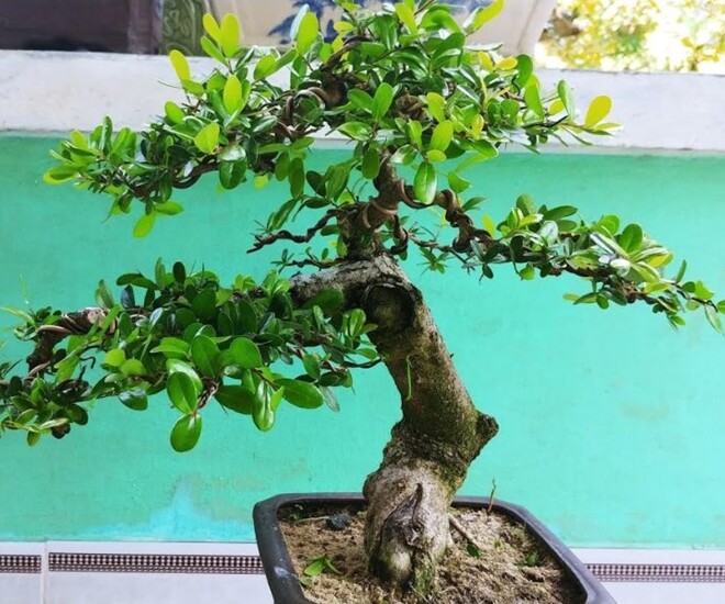 Cây dại này được ví như &#34;hòn ngọc Viễn Đông&#34;, lên chậu thành bonsai tuyệt đẹp, có cây giá tiền tỷ - 1