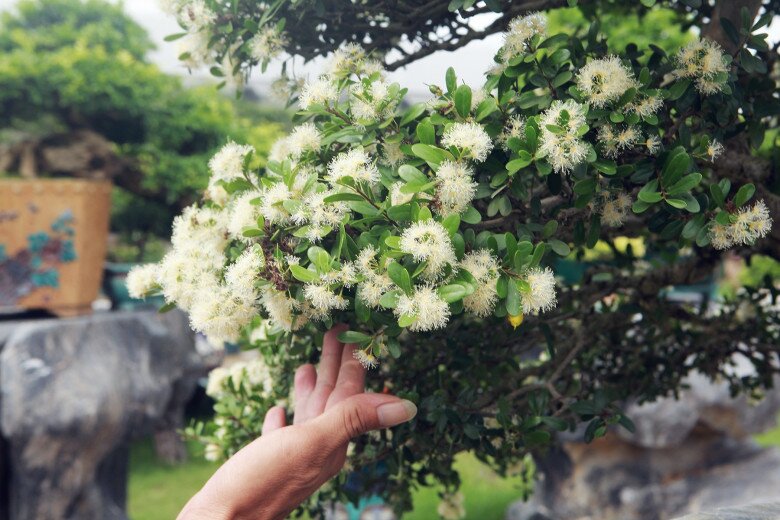 Cây dại này được ví như &#34;hòn ngọc Viễn Đông&#34;, lên chậu thành bonsai tuyệt đẹp, có cây giá tiền tỷ - 2