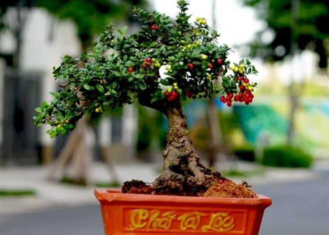 Cây dại này được ví như &#34;hòn ngọc Viễn Đông&#34;, lên chậu thành bonsai tuyệt đẹp, có cây giá tiền tỷ - 6