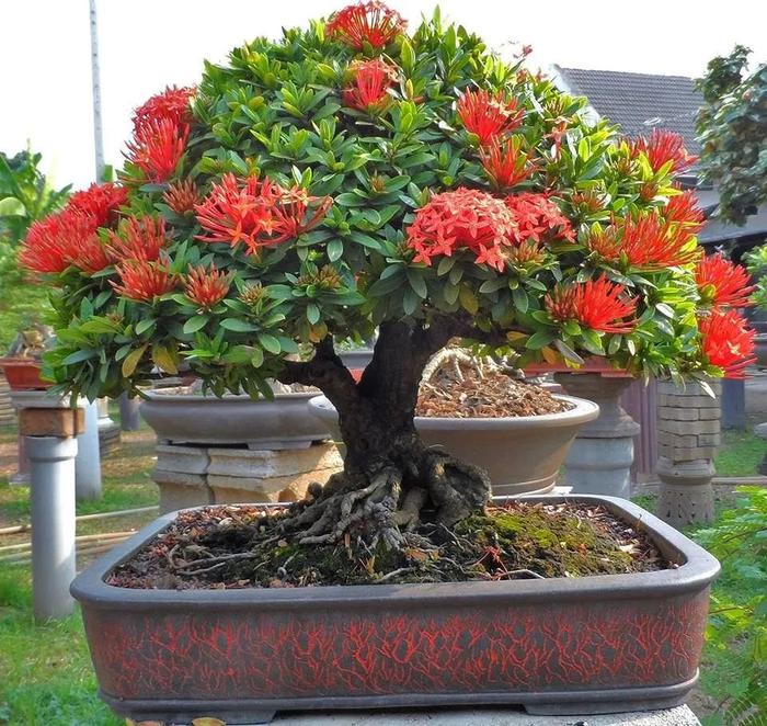 Cây mọc dại lên chậu làm bonsai giá tiền tỷ, Tết trưng một chậu trong nhà vừa đẹp vừa hút tài gọi lộc - 4