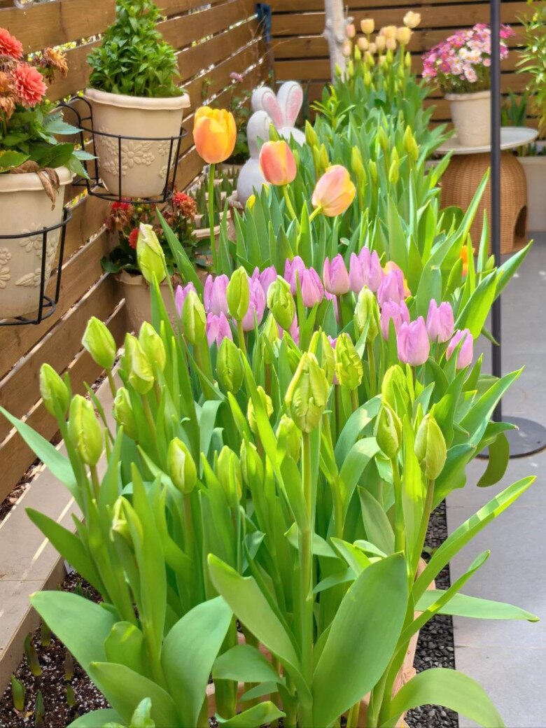 Cô gái trồng hoa tulip bên ngoài cửa sổ, kéo rèm lên cả bức tranh hiện ra, đẹp đến mê người - 8