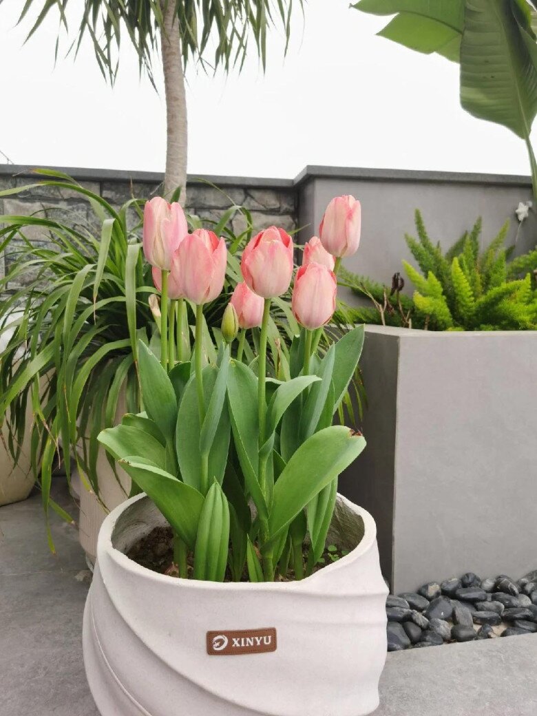 Cô gái trồng hoa tulip bên ngoài cửa sổ, kéo rèm lên cả bức tranh hiện ra, đẹp đến mê người - 6