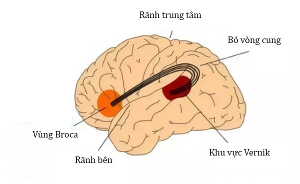 Trẻ nói sớm hay trẻ nói chậm thông minh hơn? Bố mẹ nên biết điều này trước khi quá muộn - 3