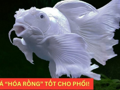 Thông tin doanh nghiệp - Loại cá “hóa rồng” trong truyền thuyết nay trở thành “bảo bối” bảo vệ phổi, giúp giảm ho cực tốt