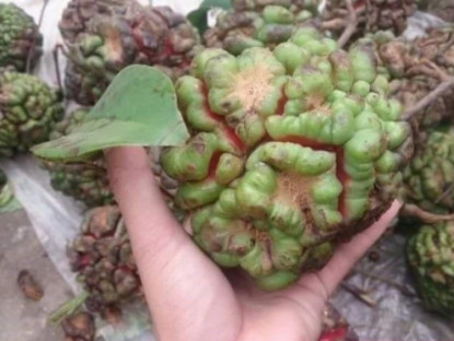 Thông tin doanh nghiệp - Bất ngờ thảo dược cực “nhạy” với đau lưng, mỏi cổ, nhức khớp, chỉ 5 phút mỗi ngày ổn ngay!