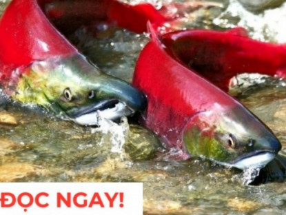 Thông tin doanh nghiệp - "Nhân sâm dưới nước" siêu đắt đỏ, nhiều người săn lùng vì công dụng dưỡng phổi cực hiệu quả