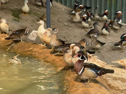 Thông tin doanh nghiệp - Khách hàng “săn” tìm mua loài vịt cảnh, thiên nga làm quà biếu Tết