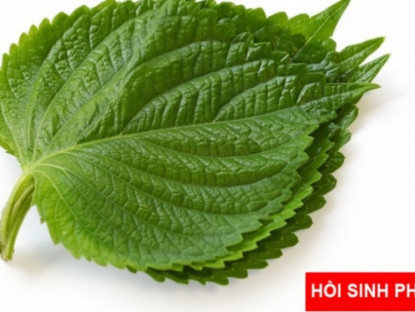 Thông tin doanh nghiệp - Loại lá ví như " hồi sinh phổi" ở Nhật cực đắt đỏ nhưng ở Việt Nam “rẻ như cho”