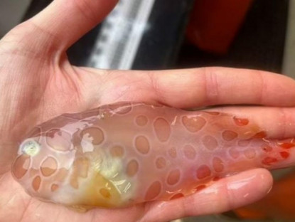 Thông tin doanh nghiệp - 3 loại cá “nhỏ mà có võ” cực tốt cho người bị đau xương khớp!