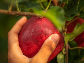 Vì sao gia đình Việt xem táo Pháp là “tiêu chuẩn vàng” khi chọn trái cây nhập khẩu?