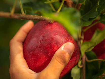 Nhịp cầu doanh nghiệp - Vì sao gia đình Việt xem táo Pháp là “tiêu chuẩn vàng” khi chọn trái cây nhập khẩu?