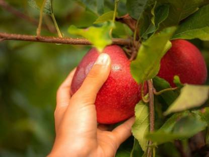 Thông tin doanh nghiệp - Royal Gala, Granny Smith, Juliet và nhiều giống táo Pháp khác – vì sao được yêu thích trên toàn cầu?