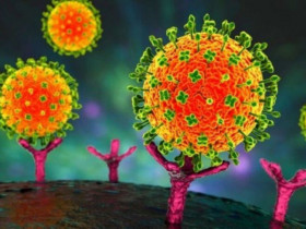 Xu hướng tìm kiếm Nipah trên Google: Virus Nipah là gì, lây qua đường nào?