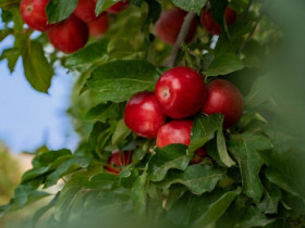 Washington Apples - Chuẩn mực nông sản Mỹ cho mâm Tết tròn vị của người Việt