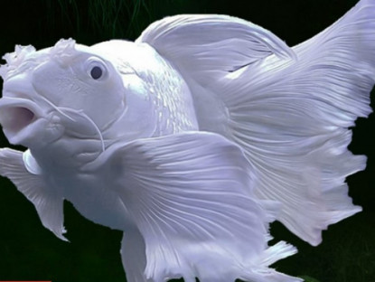 Thông tin doanh nghiệp - Loại cá “hóa rồng” trong truyền thuyết nay trở thành “bảo bối” bảo vệ phổi, giúp hỗ trợ giảm ho cực tốt