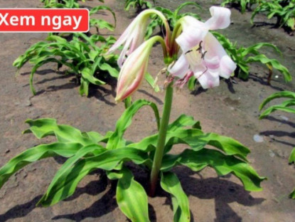 Thông tin doanh nghiệp - Loại cây “dân dã” mọc đầy bờ bụi, được ví như “khắc tinh” của phì đại tuyến tiền liệt