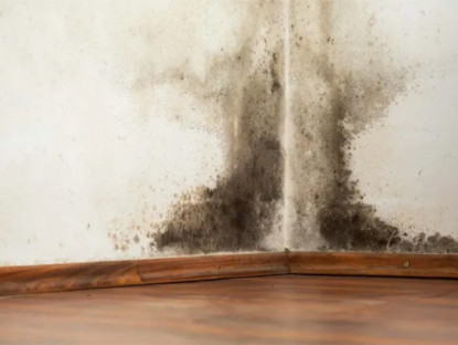 Thông tin doanh nghiệp - Độc tố từ nấm mốc - “Kẻ kích hoạt” hàng loạt bệnh nguy hiểm tiềm ẩn