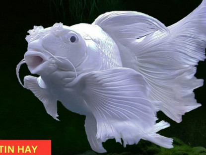 Thông tin doanh nghiệp - Loại cá “hóa rồng” trong truyền thuyết nay trở thành “bảo bối” bảo vệ phổi, giúp giảm ho cực tốt