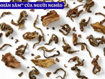 Thông tin doanh nghiệp - Bí ẩn loại lá được mệnh danh là ‘nhân sâm” của người nghèo bị đau khớp!