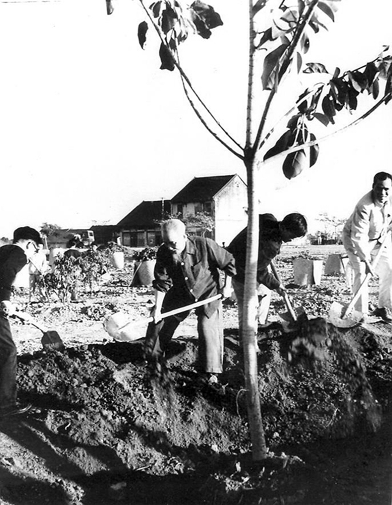 Tết trồng cây nhớ Bác - 1