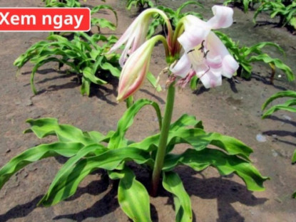 Thông tin doanh nghiệp - Loại cây “dân dã” mọc đầy bờ bụi, được ví như “khắc tinh” của phì đại tuyến tiền liệt