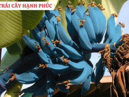 Thông tin doanh nghiệp - Loại quả được mệnh danh là “trái cây hạnh phúc”, rất giàu dinh dưỡng cho phổi, nhưng thường bị người Việt bỏ qua