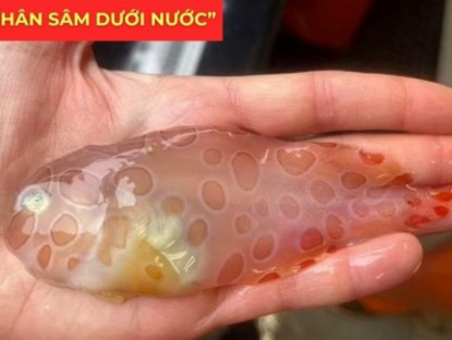 Thông tin doanh nghiệp - "Nhân sâm dưới nước" siêu đắt đỏ, được ví như “vàng lỏng” cho người đàm, ho, khó thở!