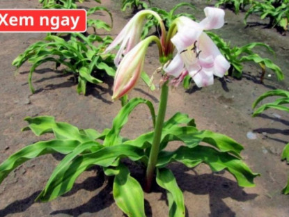 Thông tin doanh nghiệp - Loại cây “dân dã” mọc đầy bờ bụi, được ví như “khắc tinh” của phì đại tuyến tiền liệt